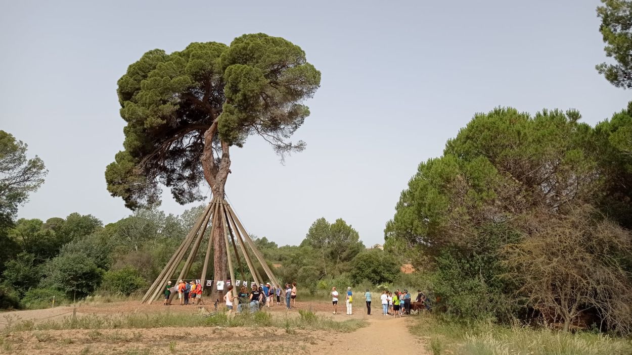 El Pi d'en Xandri ja és arbre monumental de Catalunya