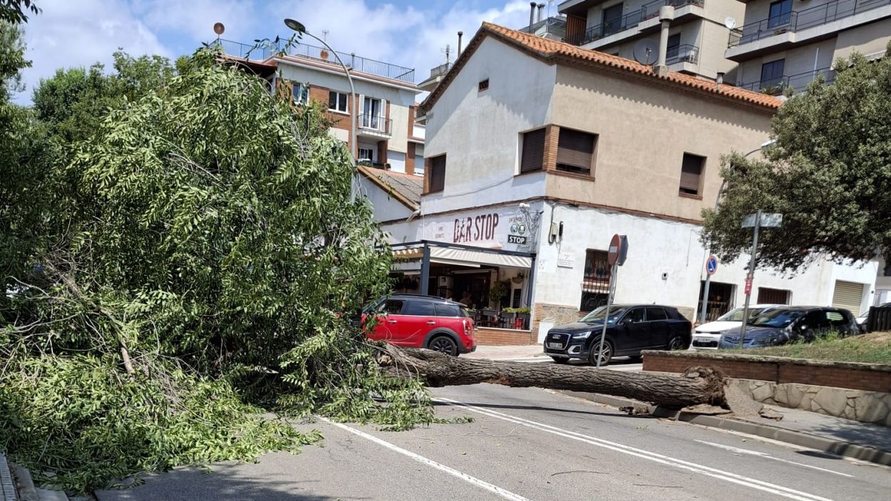 240716-arbre-caigut-a-cedida.jpg