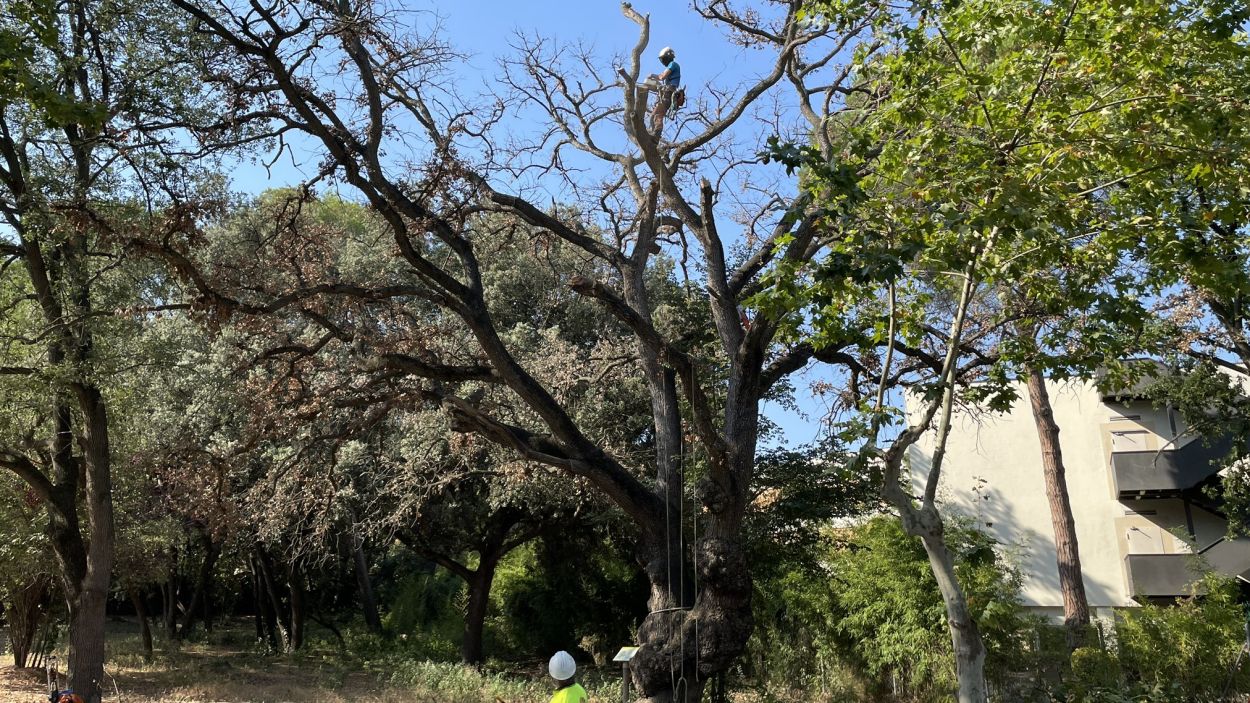 Mor un roure centenari de Valldoreix afectat per la sequera