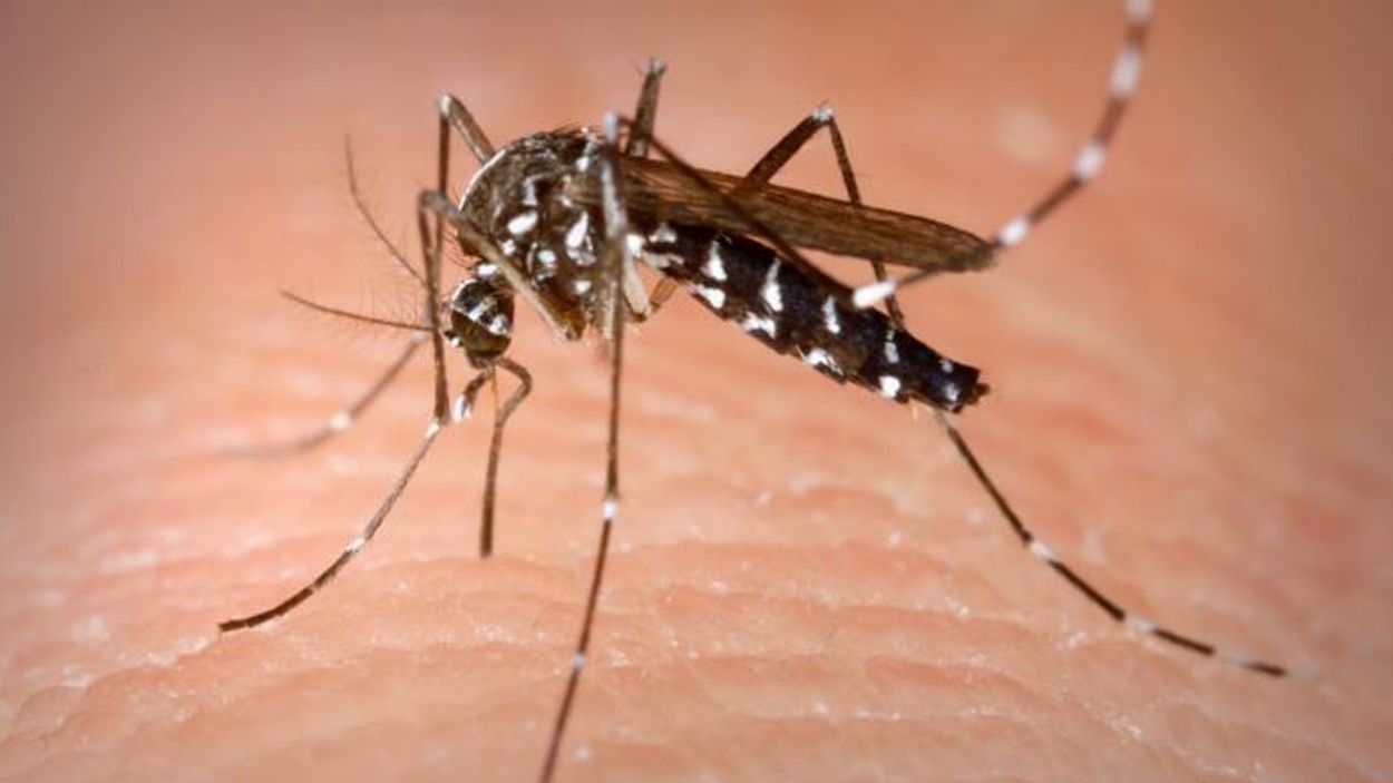 Mosquit tigre: 20 anys d'una convivència empipadora