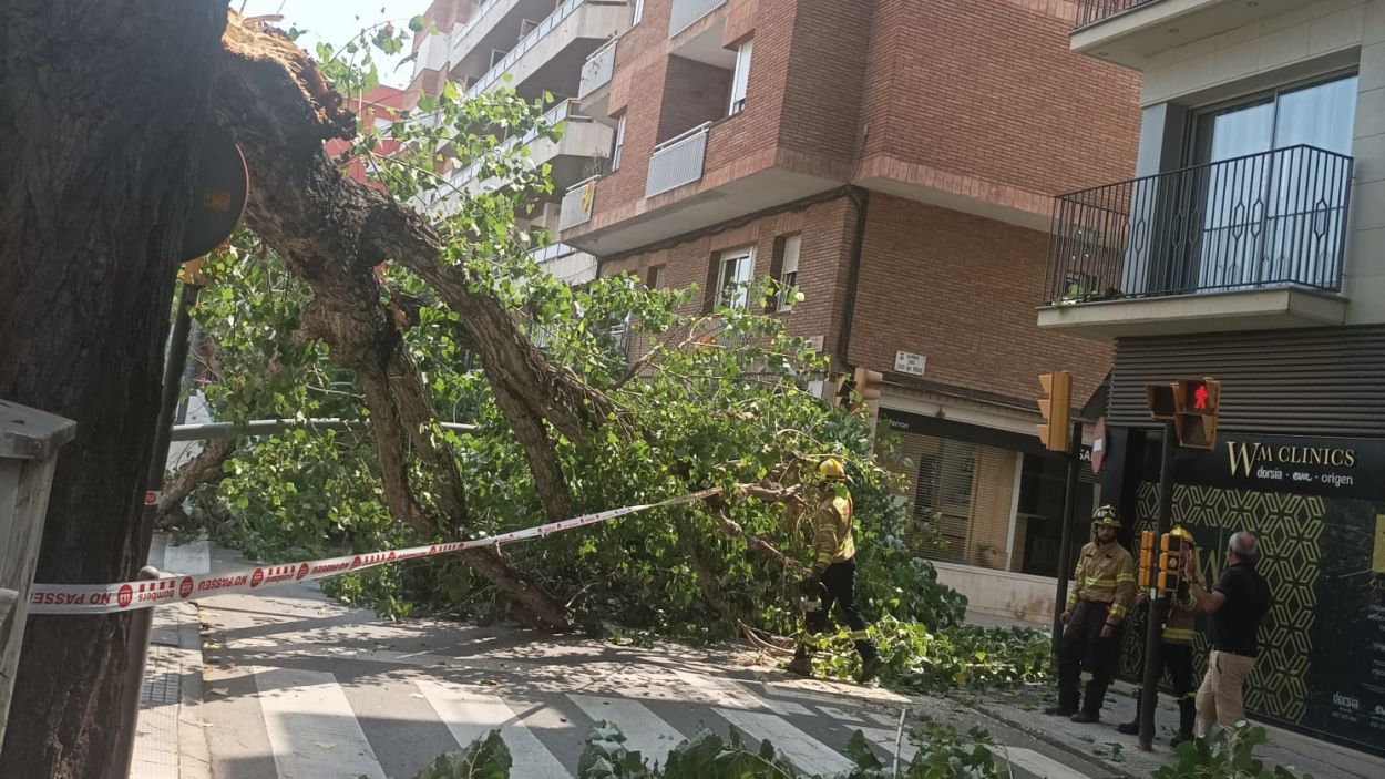 Cau una branca d'un arbre i talla la circulació al carrer Francesc Moragas
