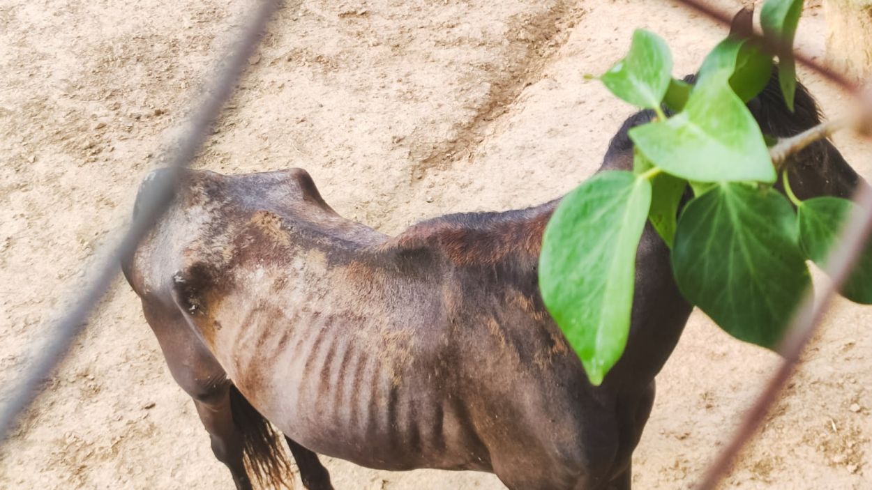 Denúncies de la PAS per maltractament animal: un cavall desnodrit i gats llençats des d'un tercer pis