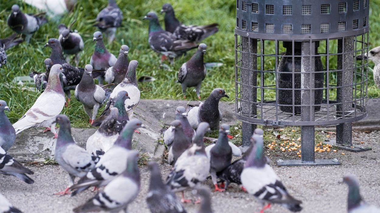 Preocupació entre les famílies del Turó de Can Mates per les caques de colom al pati