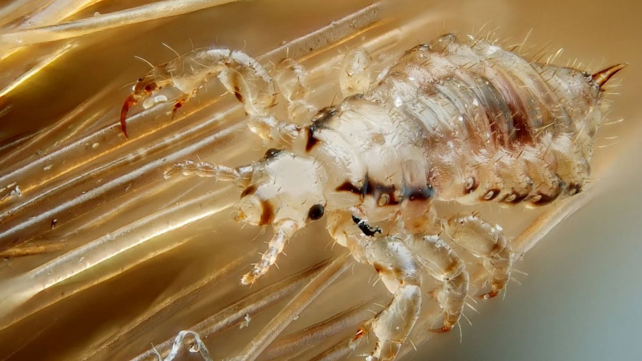 Com fer front al temut missatge de les escoles: 