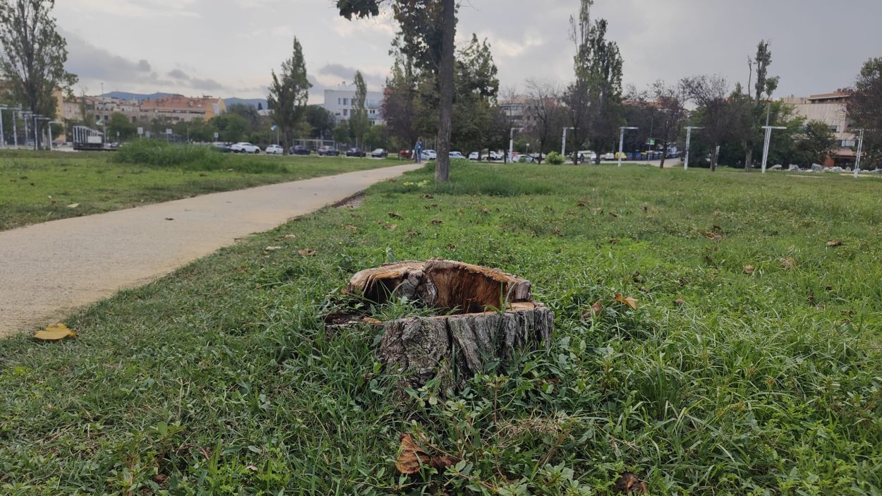Més de 1.300 arbres de Sant Cugat han mort en els darrers tres anys per la sequera