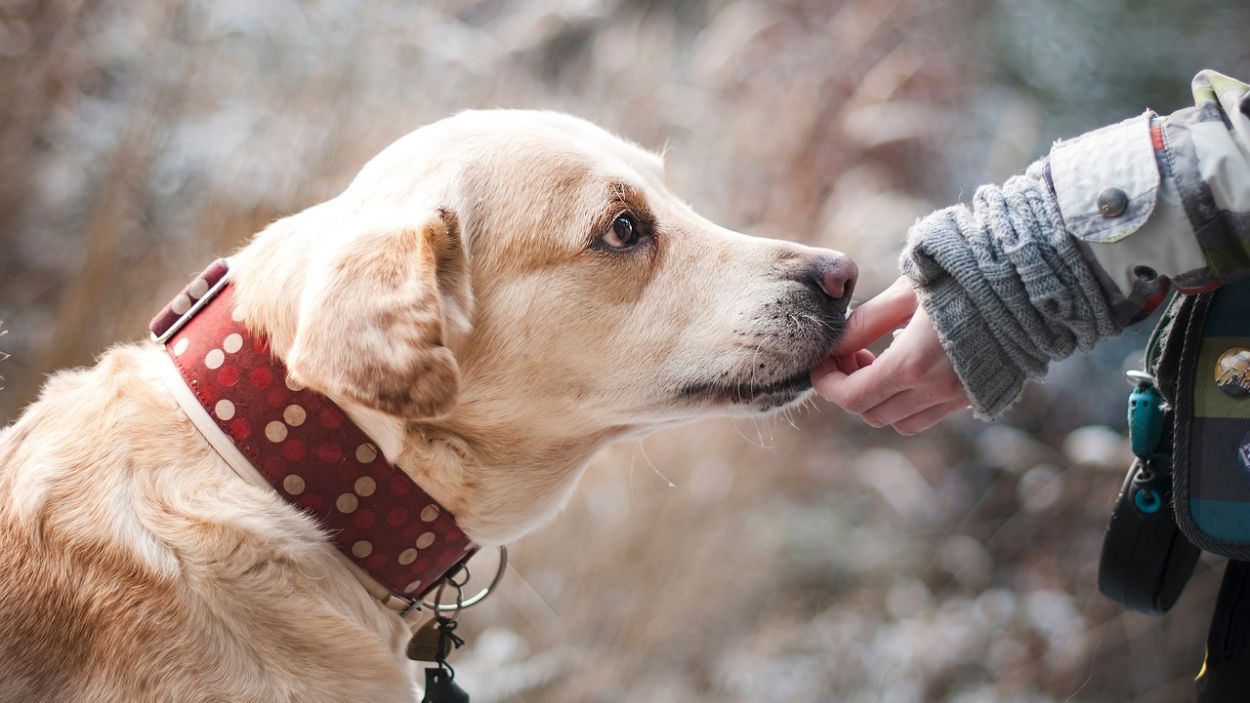 Tens mascota? Tot el que has de saber de la nova llei de benestar animal