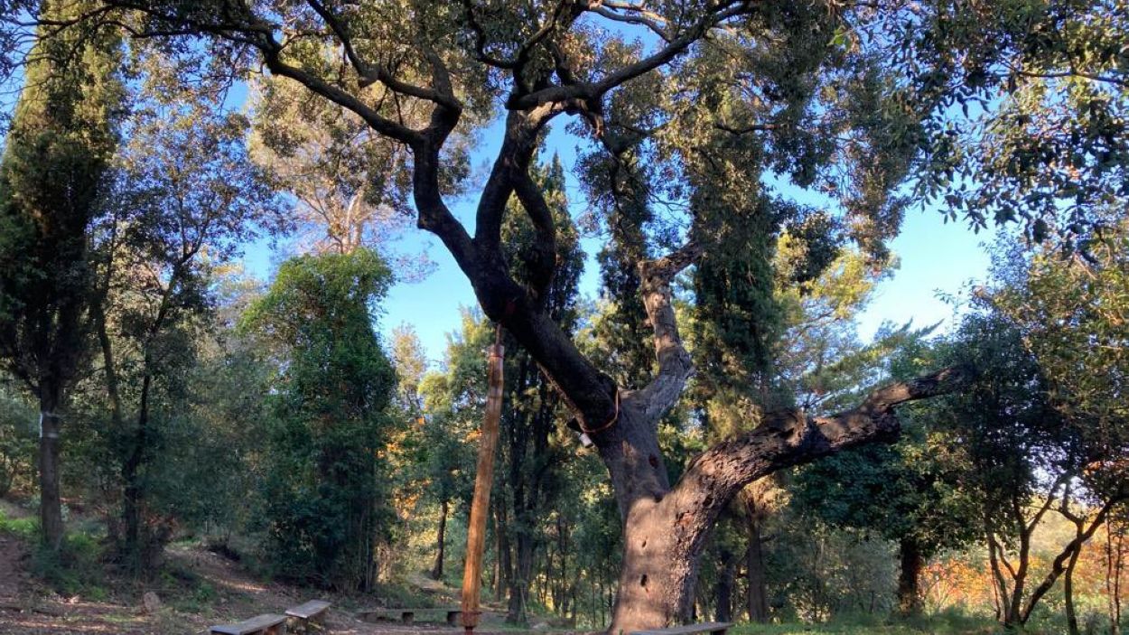 Continuen les millores a l'alzina catalogada de Can Monmany