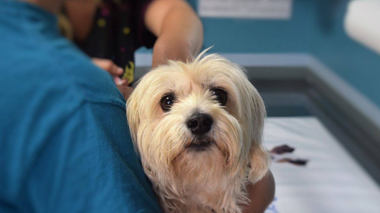 Clíniques veterinàries i botigues de cura de mascotes, obertes i en línia