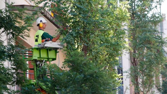 Ingla recorda que hi ha un pla calendaritzat per podar els arbres de la ciutat