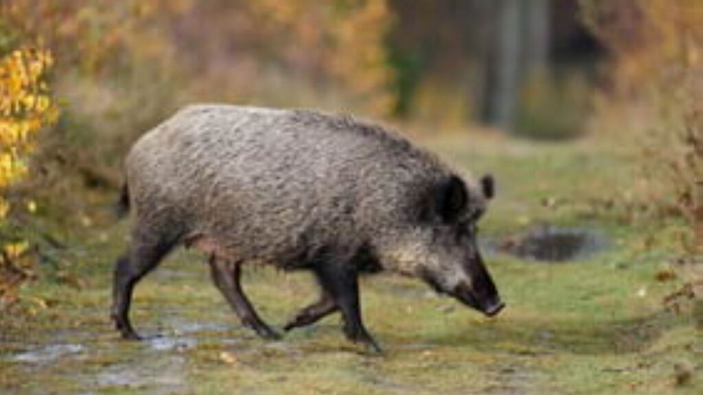 Alt: Collserola aclarirà la vegetació en algunes zones per treure refugi als senglars