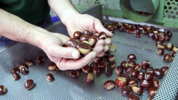 Alt: Sant Cugat ja fa olor de castanyes i moniatos