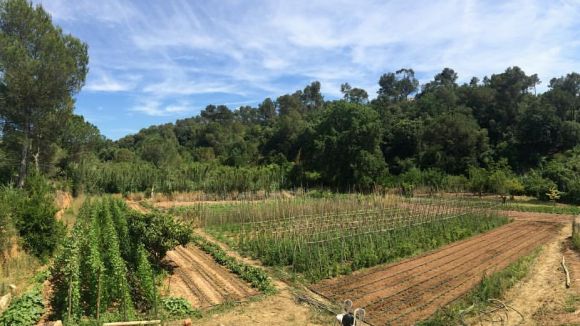Alfred March explica el treball d'una granja ecològica a Valldoreix a 'Gat i Gos'