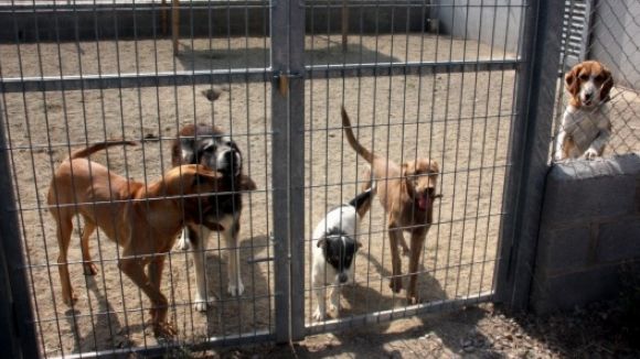 La CUP-PC proposa la construcció d'un refugi municipal d'animals
