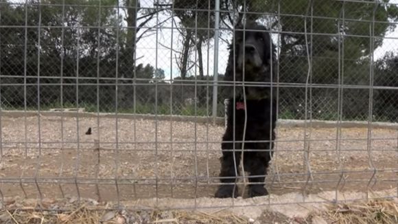 El Cau Amic demana responsabilitat a l'hora de regalar mascotes per Reis