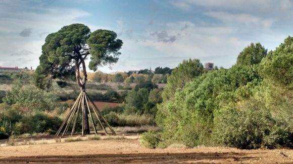 D'on ve el topònim del Pi d'en Xandri?