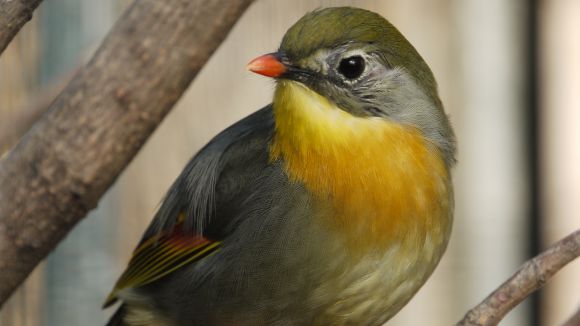 L'acció humana, principal causa de la invasió d'espècies forasteres a Sant Cugat