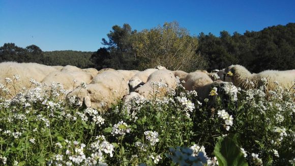 Satisfacció de les pastores pels primers dies del ramat que neteja els boscos de Collserola