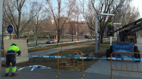 Comença la substitució dels pollancres de la Rambla del Celler