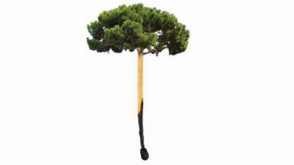 Prohibit fer foc a menys de 500 metres del bosc