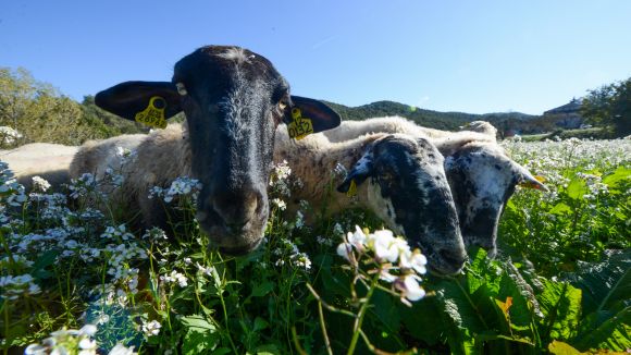 L'Ajuntament prepara les bases del concurs per licitar la pastura de ramats per Collserola