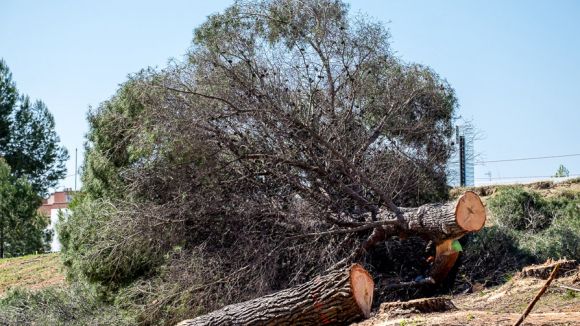 #VolpelleresViu lamenta que l'Ajuntament vulgui construir més equipaments al bosc de Volpelleres