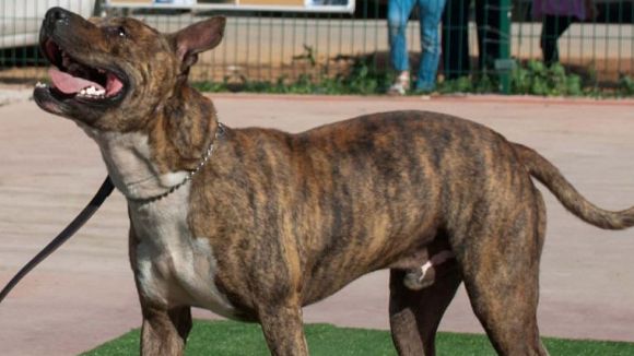 La reeducació canina i les adopcions a distància, a l'espai 'Gat i gos' del magazín