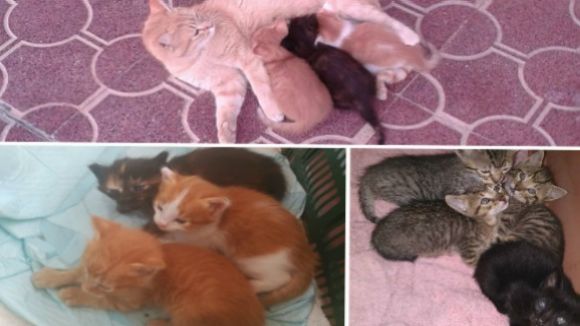 Les gates que entren a parir a algunes cases de la Floresta, a l'espai 'Gat i gos'