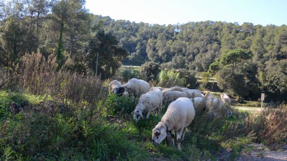 Tot a punt per a la campanya de prevenció activa d'incendis forestals a Collserola