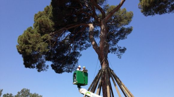 El Pi d'en Xandri es manté en bon estat de salut malgrat les ferides que encara cicatritzen