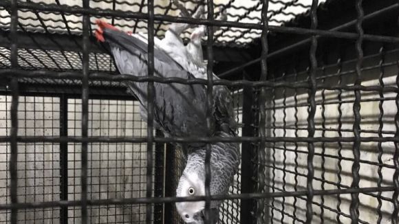 La Policia Local troba un lloro africà i en busca el propietari