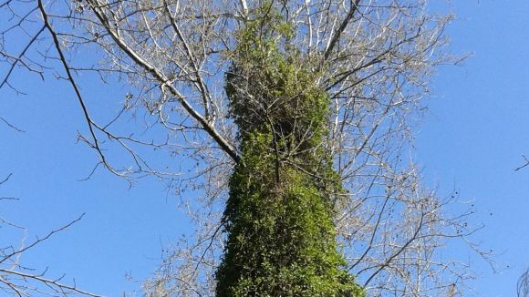 El Mussol alerta del creixement del xuclamel japonès, una espècie invasora, a la riera de Vallvidrera
