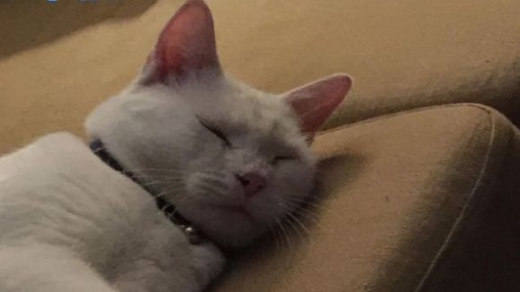 Històries de gats perduts amb un final feliç, a l'espai 'Gat i gos'