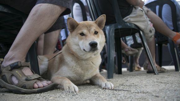 Consells per a la cura dels animals de companyia a l'estiu