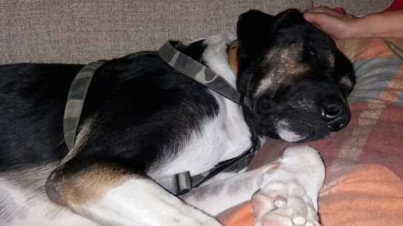 L'espai 'Gat i gos' destaca la importància de les cases d'acollida