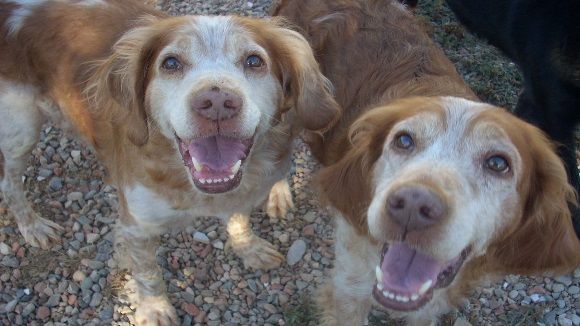 La protectora Cau Amic parla de la importància d'adoptar gossos vells al magazín