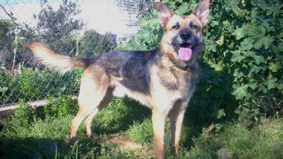 El dol després de la mort de la nostra mascota, a l'espai 'Gat i gos'