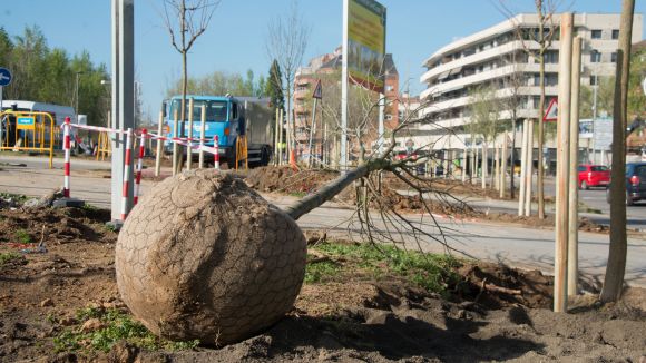 Llum verda al pla director del verd urbà que ha de gestionar les zones verdes de Sant Cugat
