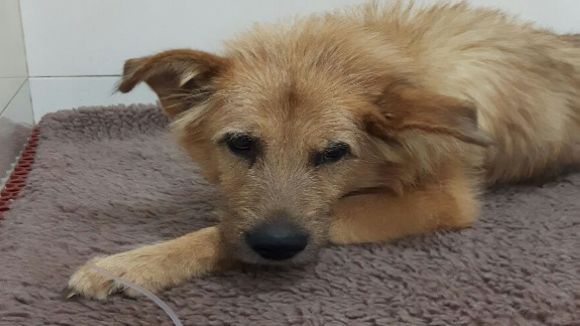 Els membres de la protectora El Cau Amic parlen de la tasca de sensibilització entre els infants