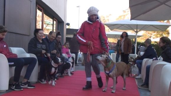 Una quinzena de gossos busquen una nova llar a la desfilada de la PAS