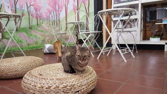 Visitem l'Espai DeGats de Barcelona amb l'equip de la protectora animal El Cau Amic