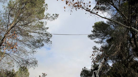 Valldoreix estrena tres passarel·les per a esquirols fruit dels pressupostos participatius