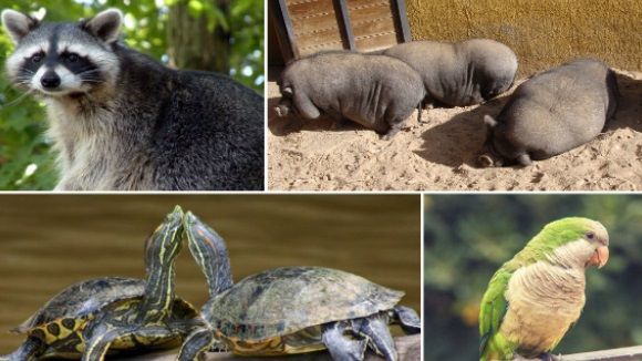 El veterinari Jordi Giménez explica què hi ha rere l'adquisició d'espècies exòtiques com a mascotes
