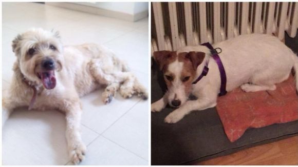 Apareix la Kika, la gossa perduda durant la cavalcada de Valldoreix