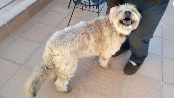 Troben en Roc, el gos d'atura català que s'havia perdut a Valldoreix