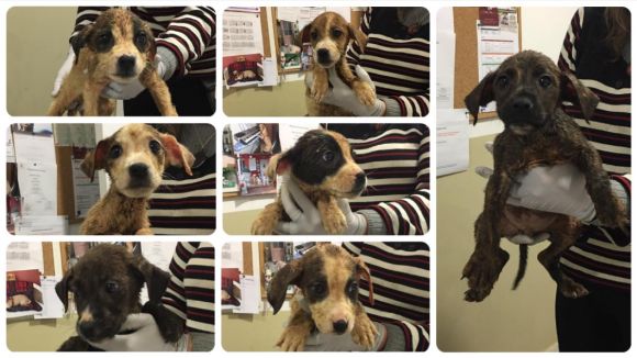 Es busquen famílies adoptives per a set cadells trobats aquest dimecres a la zona del Pi d'en Xandri