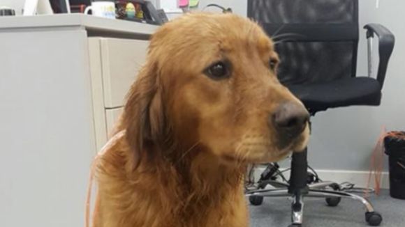 Es busca el propietari d'un gos perdut al polígon de Can Sant Joan