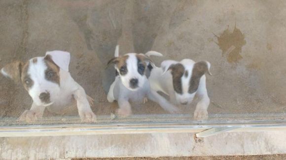 Quatre dels set cadells abandonats al Pi d'en Xandri ja tenen família d'adopció