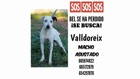 Es busca el Bel, un gos perdut a Valldoreix
