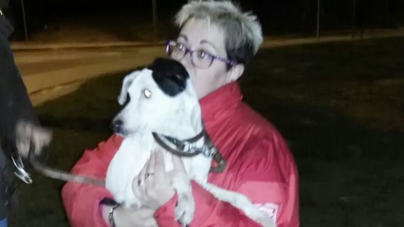 Troben el Bel, el gos perdut a Valldoreix