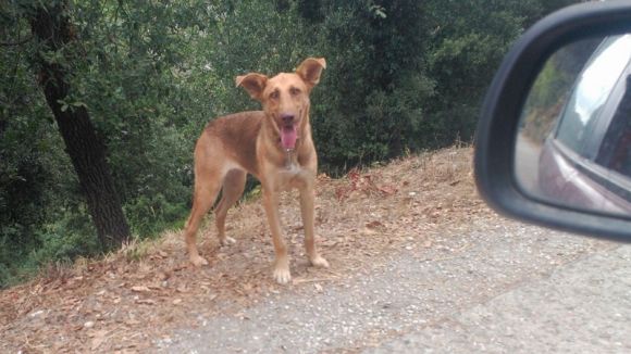 El Cau Amic, alarmat pel repunt de gossos i gats atropellats o malferits el mes de febrer